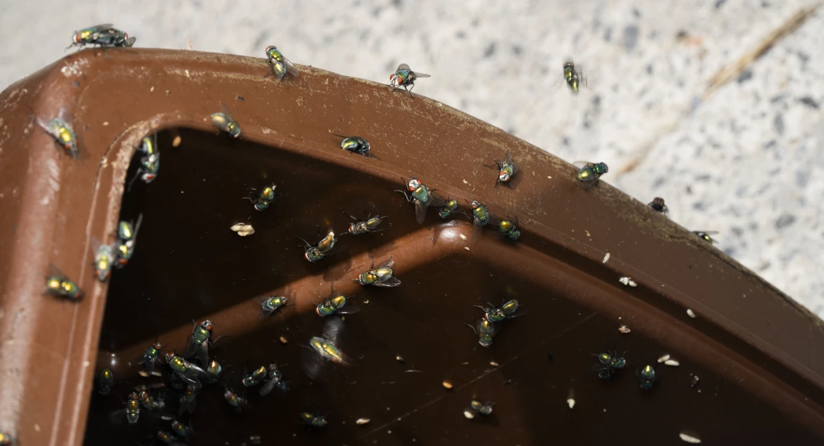 A trash can infested with green bottle flies (Lucilia sericata)