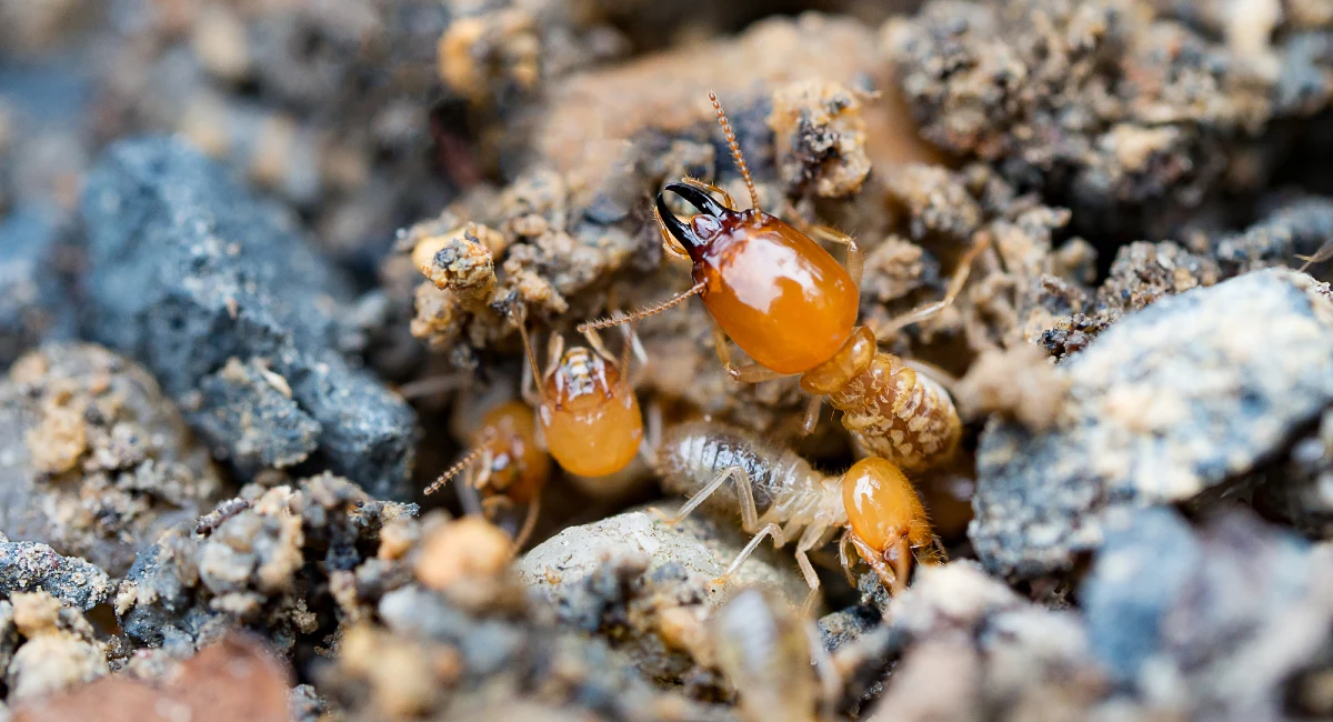 Close up of termites