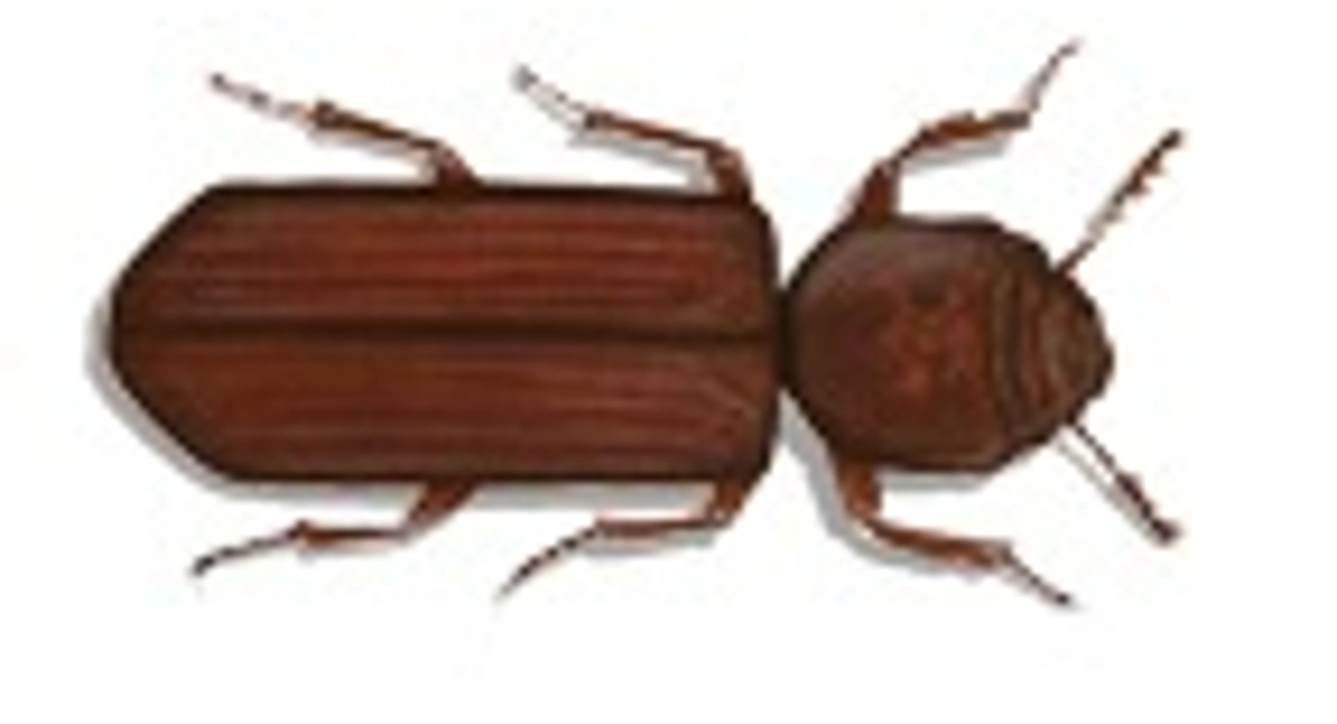grain borer