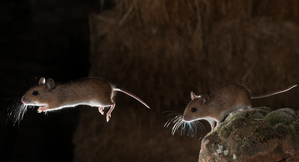mice jumping off of a rock