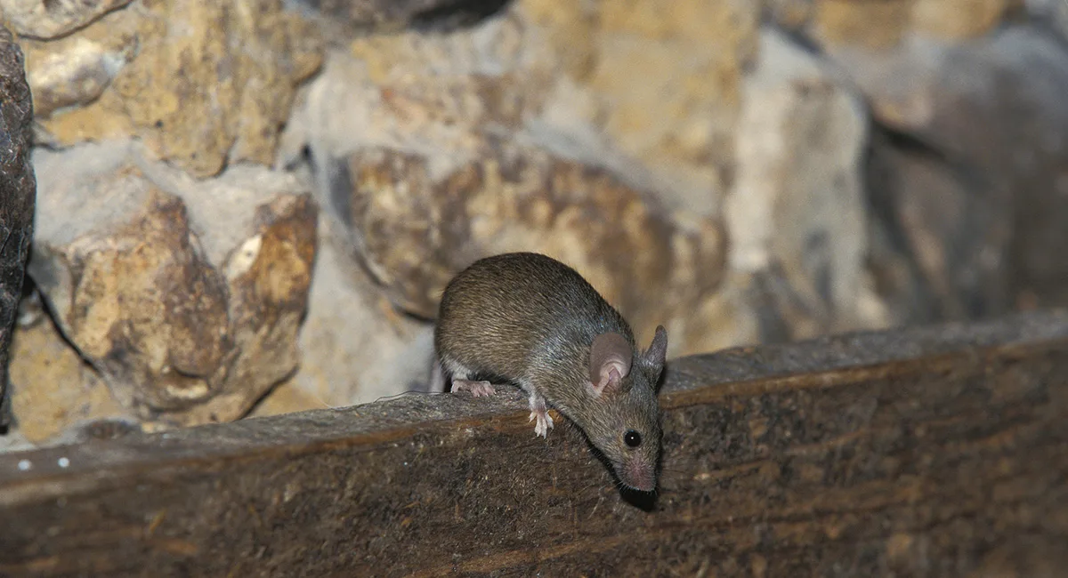Rat looking down while on top of wooden plank.