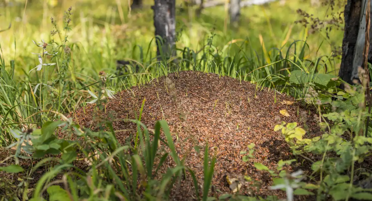 Ant hill