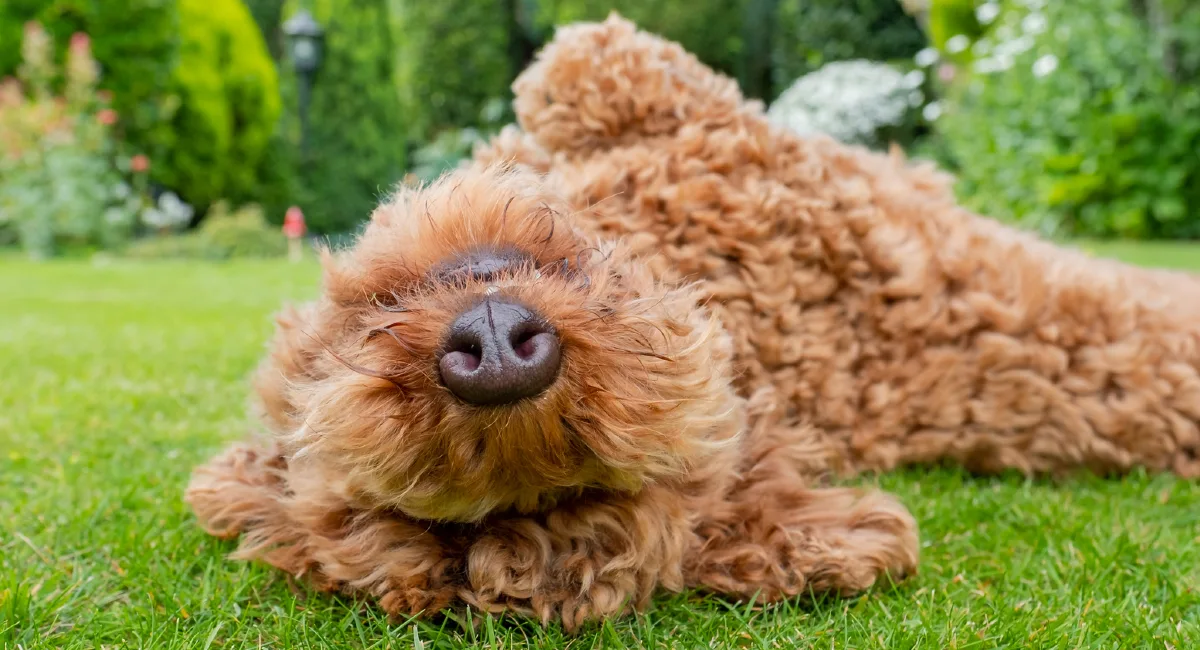 Dog laying down