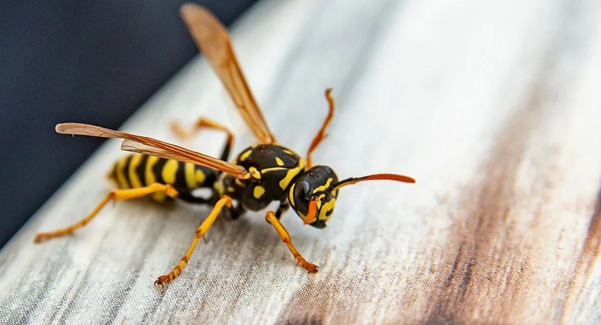 Wasps stings - the truth