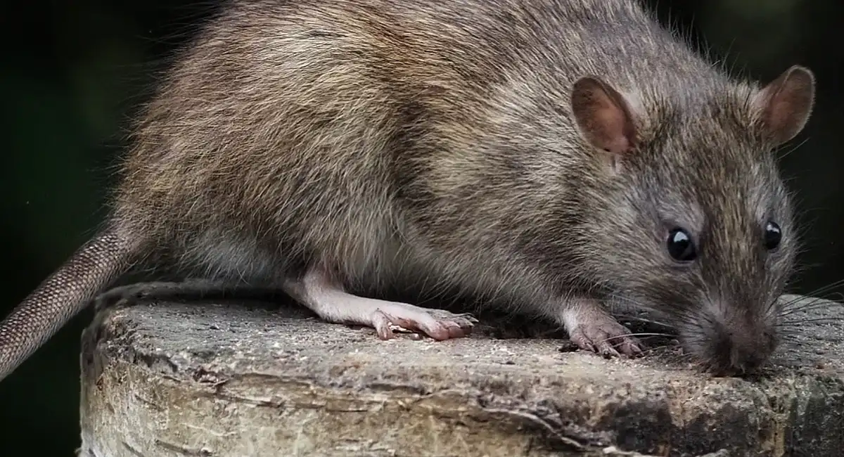 roof rat on rafters