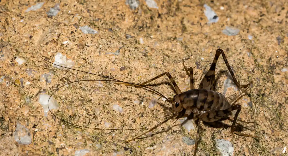 Close-up of a camel cricket against a grainy surface