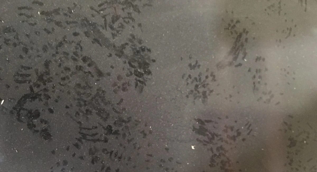 rat footprints in dust