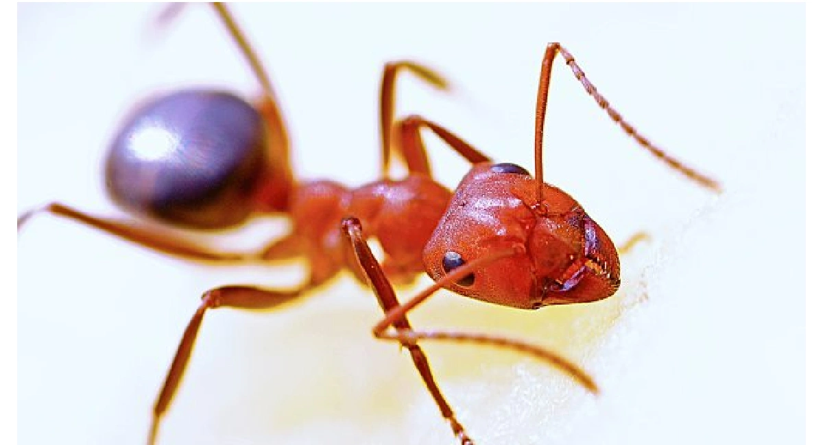 Fire Ant upclose