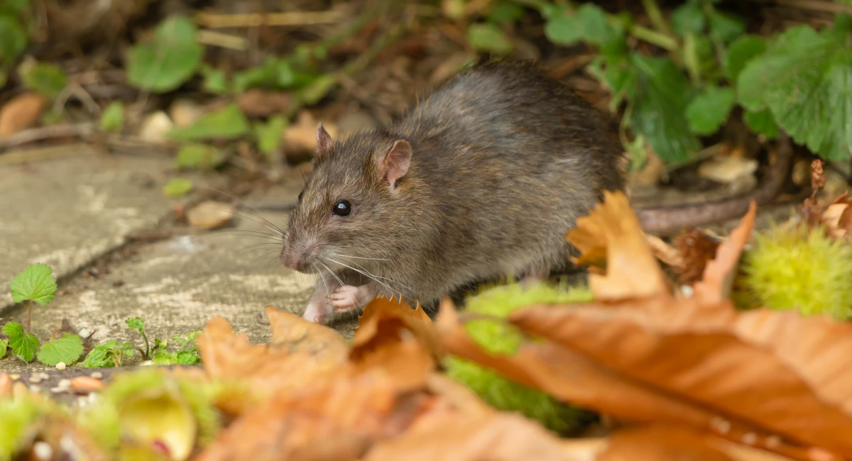 A close-up image of a wild brown rat among dried leaves