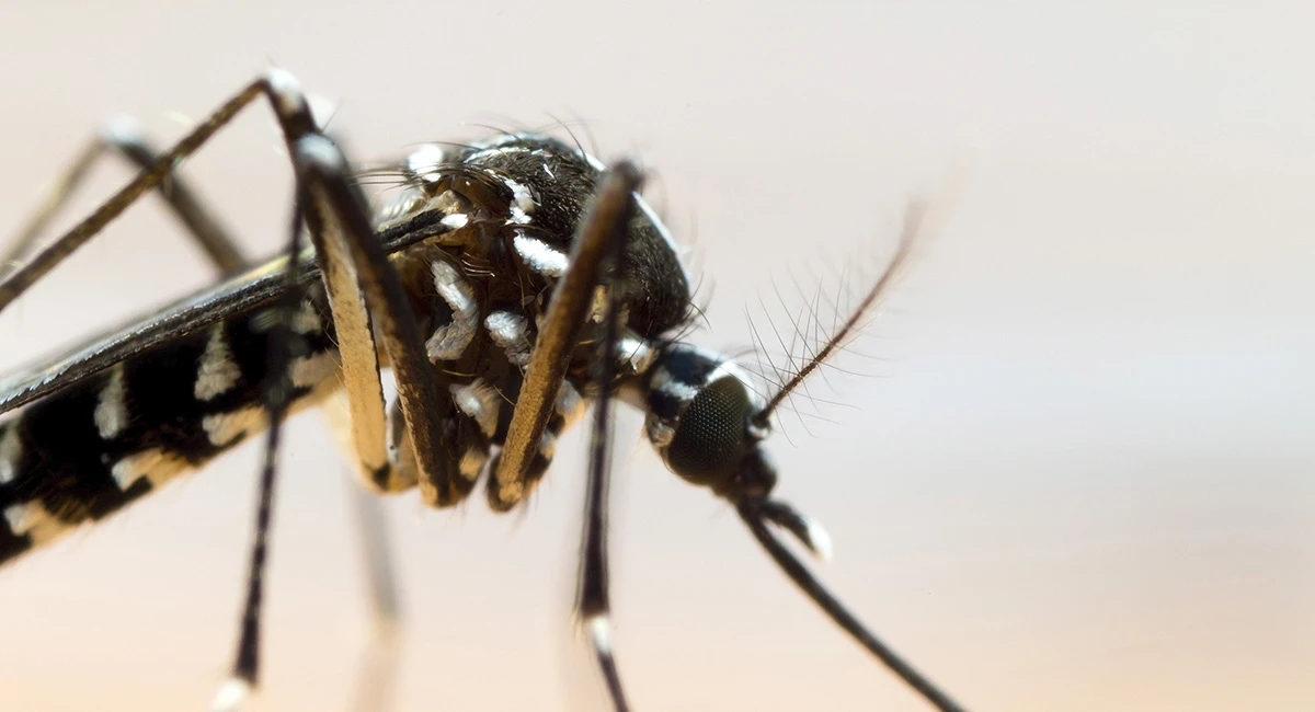 Mosquito