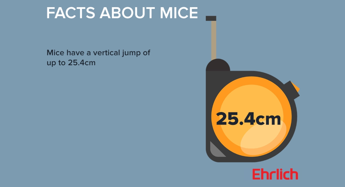 Facts about mice