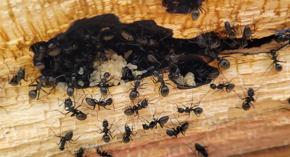 Ants in wood