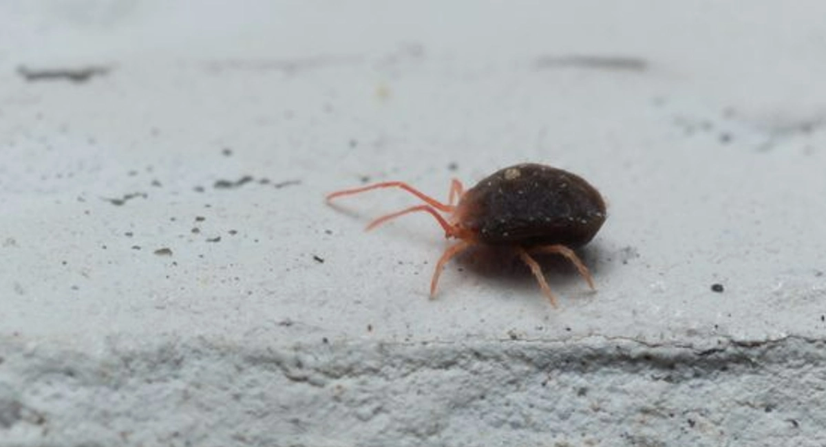 Clover mite