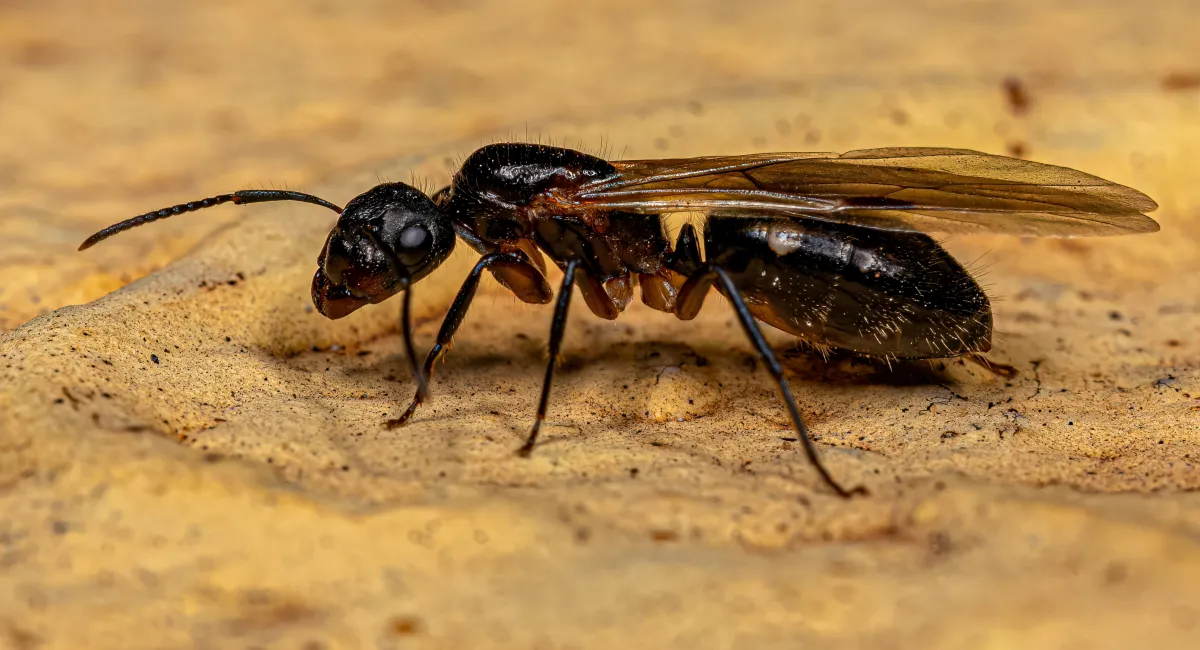A queen carpenter ant, black, with clear wings