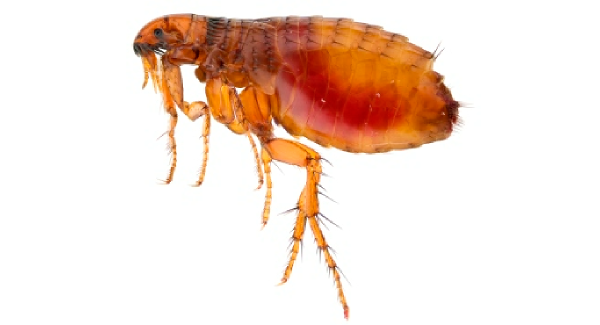 Cat flea