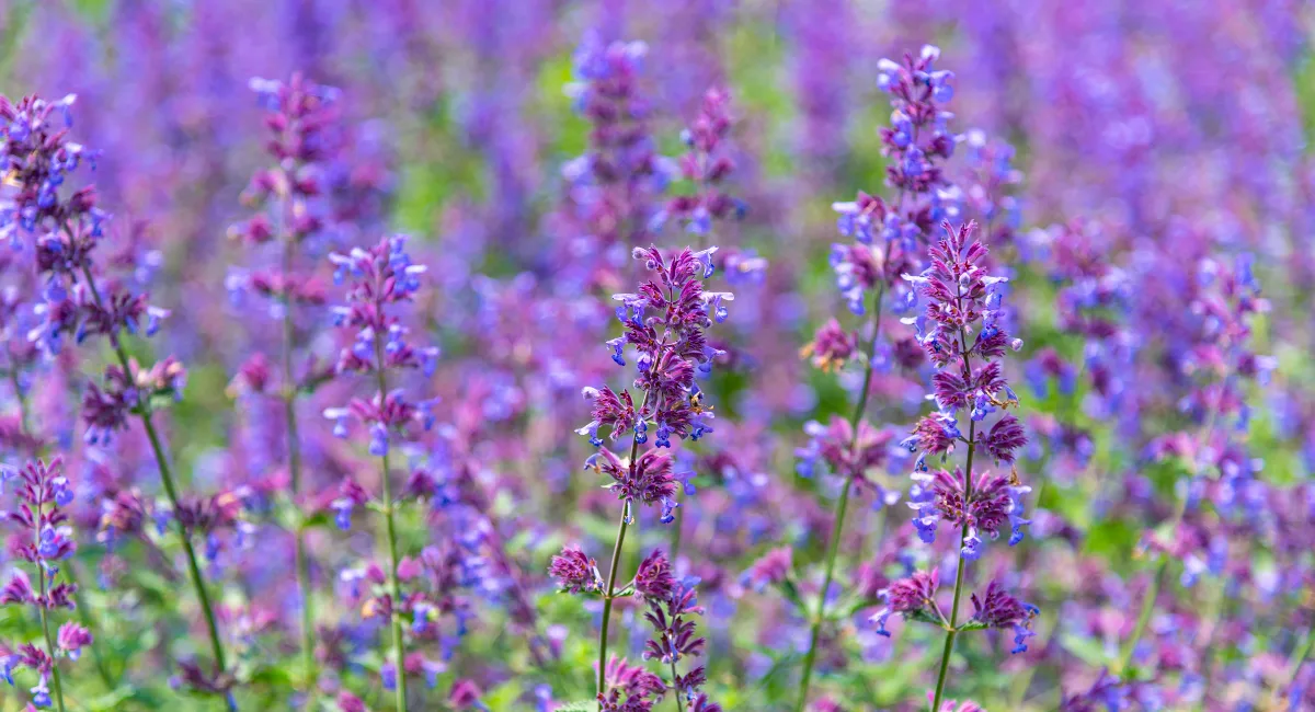 Purple catnip plants growing in a garden bed