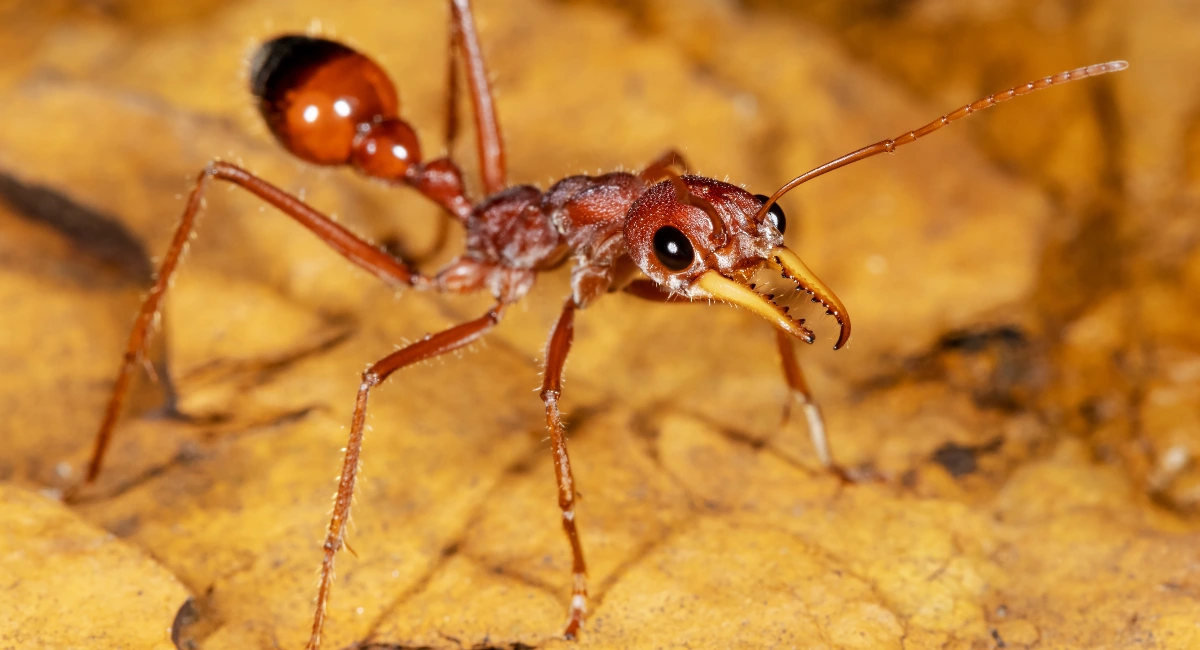 Bulldog Ant